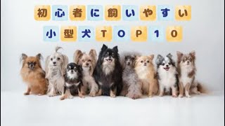 初心者に飼いやすい小型犬種TOP１０　#犬　#ペット  #飼いやすい犬