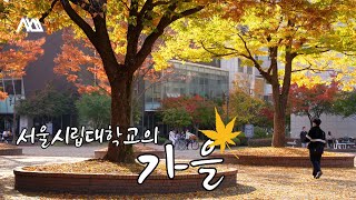 서울시립대학교의 가을 | SNS 홍보대사 시:선