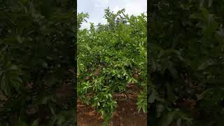 96260 27555. 2 ACRE GUAVA FARM SALE IN NATHAM MAIN RD PARALI PUDUR.300TREES BORE 2NOS Rs 1.90L/cent.