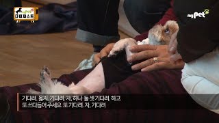 개통령 이웅종 소장의 훈련법