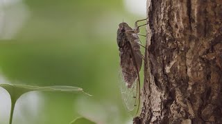 쓰름매미 울음소리 은행나무에서 Autumn Cicada singing on the Ginkgo tree | Meimuna mongolica