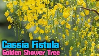 Golden Shower Tree 🌲 Amlatas 🌲 Cassia fistula, Medicinal plant of India