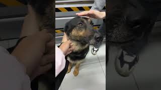 撸到警犬大狗狗啦！好乖的（警察哥哥允许摸的哦）狗狗警犬狗是人类最忠诚的朋友 狗狗的心思都写在脸上了