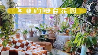 冬日里的阳台花园，植物们的生长近况（上）