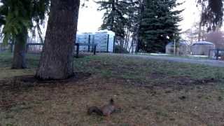 Orava - Squirrel