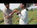 ଶୀତ ଦିନିଆ ଗେଣ୍ଡୁ ଫୁଲ ଚାଷ marigold farming in odisha gendu phula chasa kemiti kariba how to s