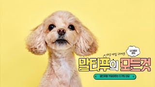 말티푸를 키워야하는 6가지 이유 🐾 | 6 REASONS TO GET A MALTIPOO 🐶