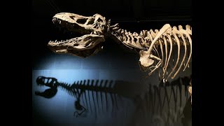 Australian museum Sydney/ Dinosaurs / Tyrannosaur family/ toy reveal/ Tryceratop