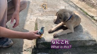 ビックリ‼️初めてハトに出会った時のフェアリーの反応がかわいい💕 What a surprise! Fairy is afraid of pigeons.