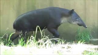 ”ベアードバク Baird’s Tapir” 横浜市立金沢動物園 (2019/07/10)