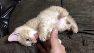 甘噛みが大好きな子ねこ　　The kitten which loves to bite