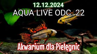 AQUA LIVE ODC. 22 | Akwarium dla Pielęgnic | 12.12.24 |  #aquascapingtv