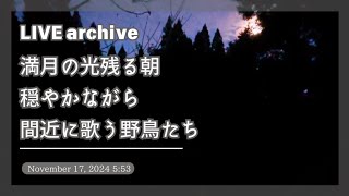 自然音│朝の森 アオゲラ ミソサザイ カラの仲間たち 野鳥の声│11/17/2024│podcast│BGM 作業用 癒し リラクゼーション│新潟県阿賀町