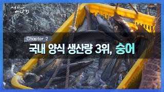 국내 양식 생산량 3위를 자랑하는 숭어 [어영차바다야]