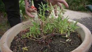 Fertilising My Hebe Plants