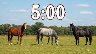 5 Minute Timer | Horses