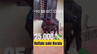 🐃25,000💸വിലയിൽ  പോത്ത്കുട്ടി വിൽപനക്ക് സ്ഥലം മലപ്പുറം മഞ്ചേരിPH:8848755583 Buffalo Sale Kerala #sale