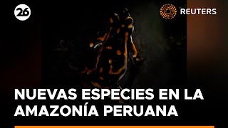 Científicos descubren 27 nuevas especies en la Amazonía peruana | #Reuters