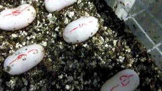 Breeding brown snakes - eggs one day after laying