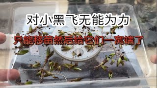 瓦苇十二卷属多肉播种最大敌人——小黑飞，这期边移苗边杀虫子