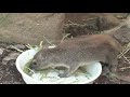 キボシイワハイラックスの子供たち （埼玉県こども動物自然公園） baby bush hyrax