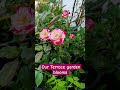 our terrace garden blooms terrace garden plantsmakepeoplehappy urbangardening