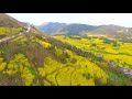 罗平油菜花，盛开的海洋！ dji drone world aerial photography