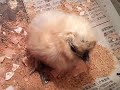 烏骨鶏ひな雛の鳴き声生後１日目1