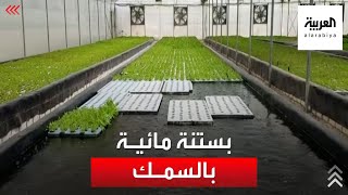 البستنة المائية.. شاب مصري يربي الأسماك والنباتات معا