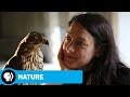 NATURE | H is for Hawk: A New Chapter: Official Trailer | PBS