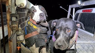 GOOD OR BAD IDEA, hunting in the wind with dogs