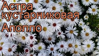 Астра кустарниковая Аполло (aster dumosus) 🌿 астра Аполло обзор: как сажать рассада астры Аполло