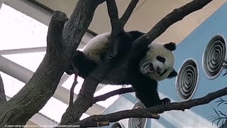 Cutest Giant Panda Le Le 大熊猫叻叻是新加坡最最可爱的大熊猫崽仔 @ 新加坡河川生态园