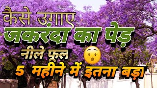 How to Grow Jacaranda tree, Blue Gulmohar, Jacaranda growing Speed in 5 Months, All Information