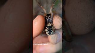 How to: Pick up spiders! | Wolf Spiders! |