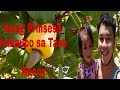 ISANG PRINSESA NAKAUPO SA TASA | TARA TAYOY MANGUHA NG KASOY | MACCOYZ VLOG