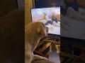 can dogs watch tv what can they see labrador music playful interesting cute shorts