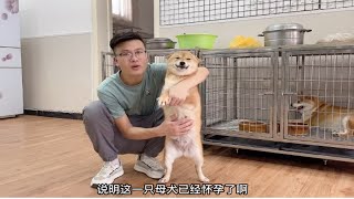 怀孕35天的柴犬，小伙隔着肚皮摸到胎动，猜猜这窝到底能生几只？