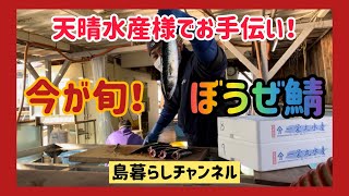 【天晴水産】ぼうぜ鯖の下準備