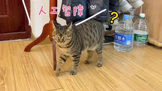 让天猫精灵给狸花猫起名字，猫会喜欢吗？