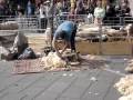 schaf scheren auf dem heerlener markt am 18. april 2009