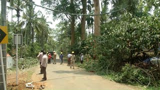 അപകടഭീഷണിയായി ഈ‌ട്ടിമരങ്ങള്‍; മുറിച്ചുമാറ്റാന്‍ ന‌ടപടിയില്ല; പരാതി | Wayanad Nadavayal|tree