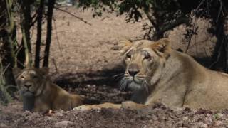 Asiatic Lions Arrive in Fota