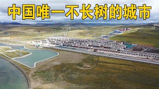 自驾阿里第1天，来到中国唯一不长树的城市，种活一棵奖励10万【行迹旅途中】