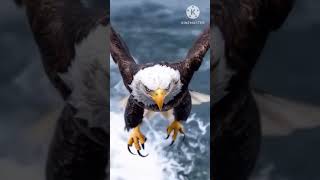 Eagle Catches Fish In The Most Epic Way