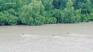 তিন বাঘ একসাথে দেখলাম, সুন্দরবনে।  || 03 Tigers in Sunderbans || #viral #trending #reels #tiger