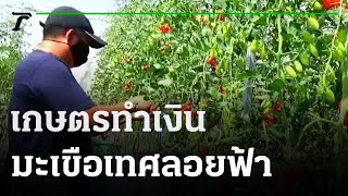 เกษตรทำเงิน : มะเขือเทศลอยฟ้า | 12-02-65 | ตะลอนข่าวสุดสัปดาห์