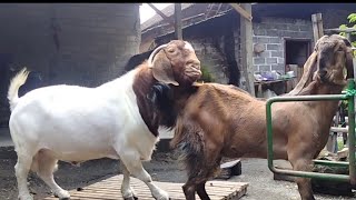 African Boer goat crosses with sirohi goat in farm | Boer goats farm in village