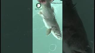 Big Lake Trout on Mind Blowing Crystal Clear Ice