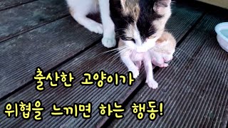 출산한 고양이가 위협을 느낄때 하는 행동!